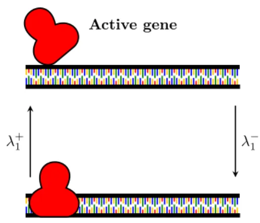 Figure 2.1: Gene activation. The gene activa- activa-tion/deactivation occur at rate λ +