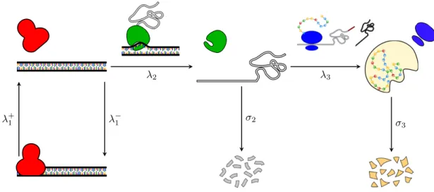 Figure 2.2: Three-Stage model. The gene activation/deactivation occur at rate λ +