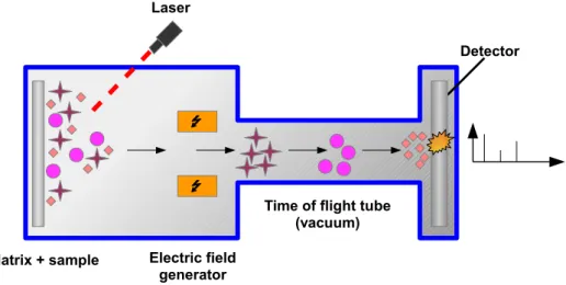 Figure 1.1: MALDI-TOF mass-spectrometry. The sample is mixed with a matrix that protects fragile biomolecules
