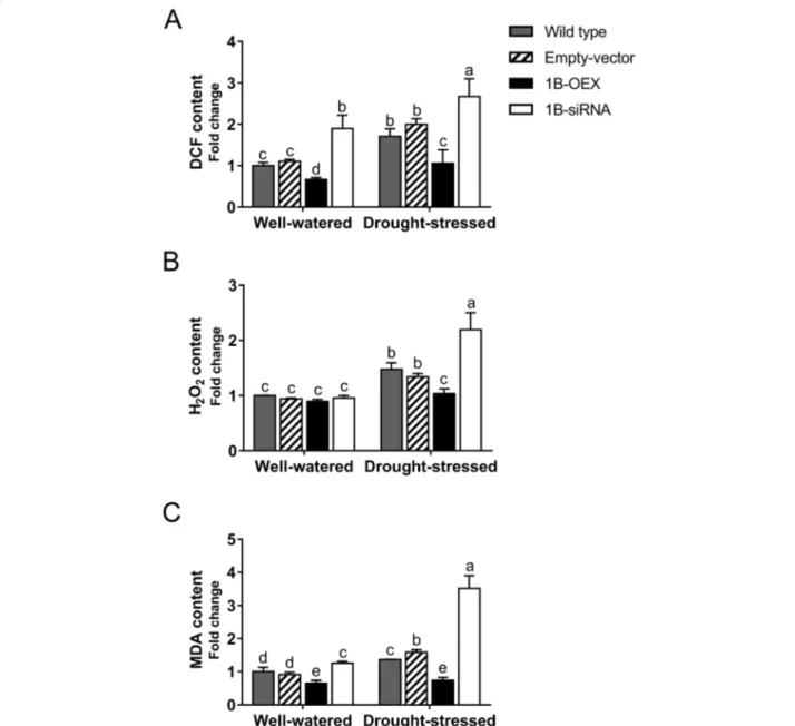 Fig. 4 TaZFP1B reduces ROS accumulation under drought stress. Plants were grown and treated as described in Fig