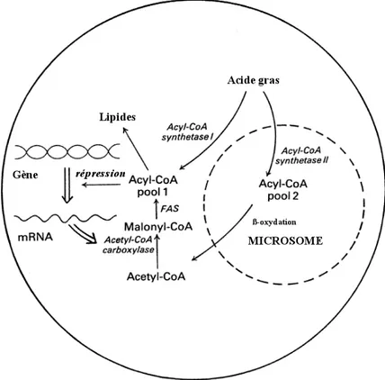 Figure  II-8 :  Les  réactions  de  synthèse  et  de  dégradation  forment  des  pools  d’acyl-CoA  différents