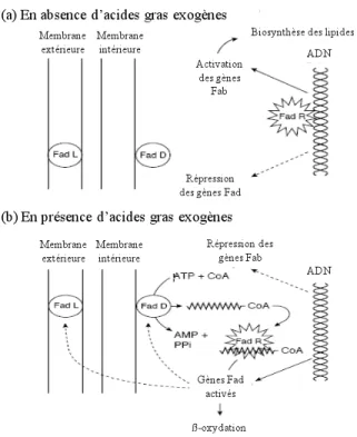 Figure II-9 : La régulation de la synthèse des lipides par les acides gras extracellulaires chez les  microorganismes
