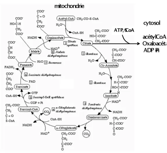 Figure II-10: Le cycle mitochondial TCA (cycle de Krebs). 