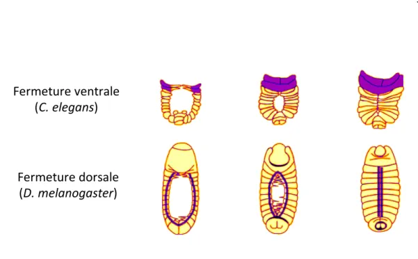 Figure  1.15  Formation  des  jonctions  lors  de  la  fermeture  dorsale  chez  D. 