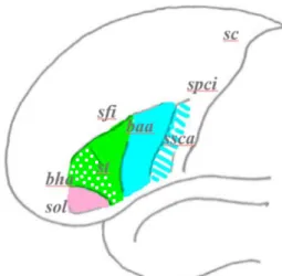 Figure 1.2. L’aire de Broca. Pars orbitalis (rose), pars triangularis (vert) et pars 