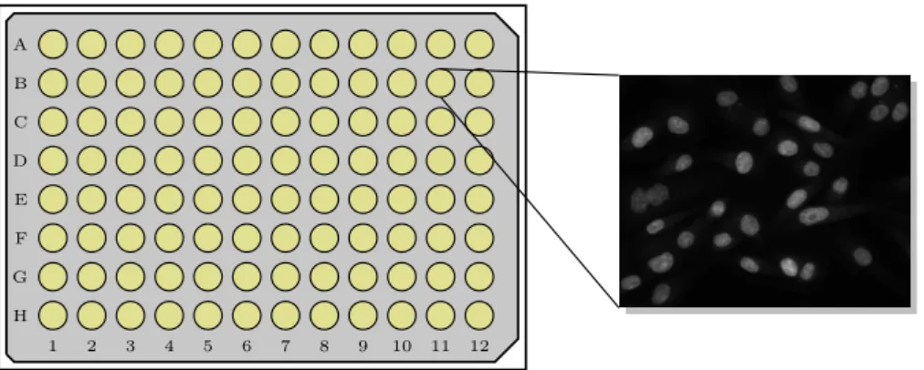 Figure 1.1: The basis of a systematic high content screen. A microplate from which is registerd a fluorescence (single-channel) microscopy image highlighting the nuclei of a cell population.