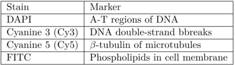 Table 3.2: The stains used in the fluorescence microscopy of the screen and their corresponding biological markers.