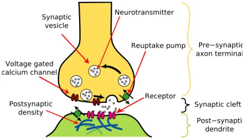 Figure 1.6: Drawing of a synapse with its difference elements. Taken from Wikipedia.