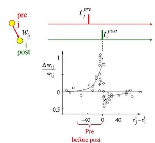Figure 1.7: Spike-Timing Dependent Plasticity: The STDP function shows the change of synaptic connections as a function of the relative timing