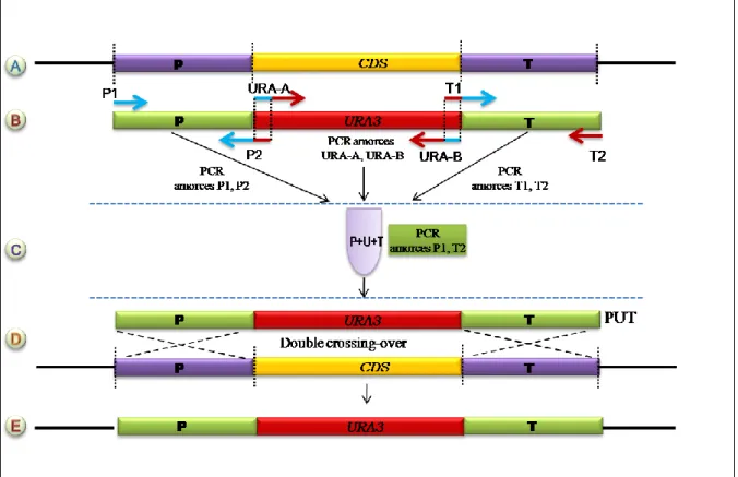 Figure  16 :  Représentation  schématique  de  la  construction  de  la  disruption  par  PCR  3  voies  