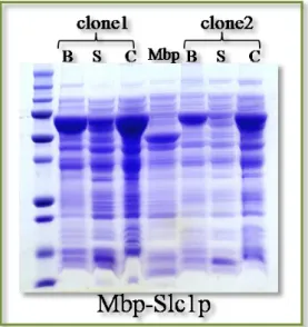 Figure 25 : Migration sur gel d’acrylamide des extraits bruts de la fusion Mbp-Slc1p pour  deux clones différents (B=extrait brut ; S=surnageant ; C=culot) 