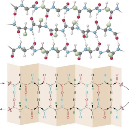 Figure 1.11: Characteristics of a β-sheet.