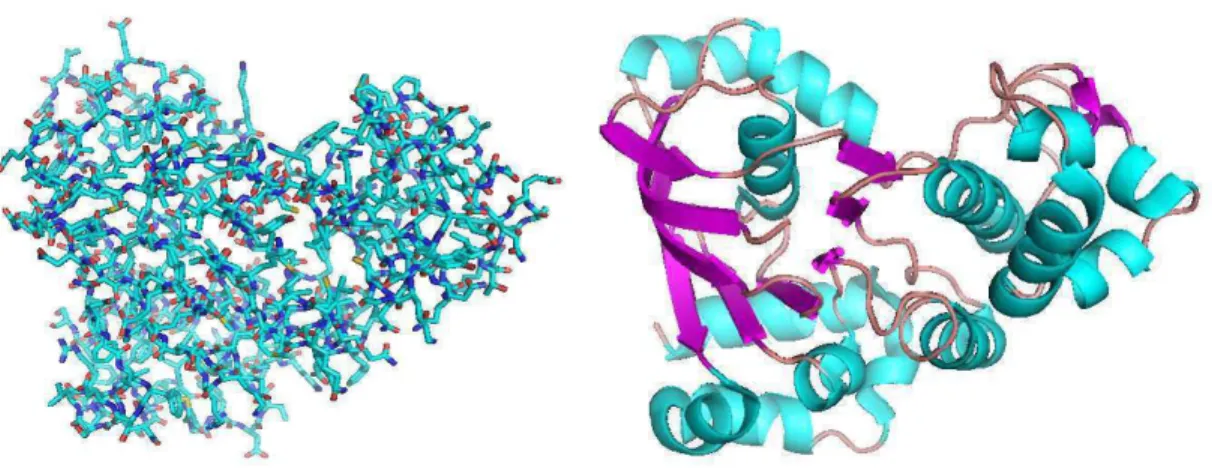 Figure 1.12: Tertiary structure (a) and super-secondary structure (b) of the cystic ﬁbrosis transmembrane conductance regulator (PDB:1R0W)