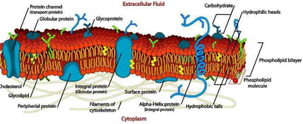 Figure 1.14: Illustration of a biological membrane and embedded membrane proteins.