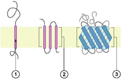 Figure 1.15: Transmembrane proteins: (1) a single transmembrane hydrophobic α-helix - -bitopic membrane protein, (2) several transmembrane hydrophobic α-helices, (3)  transmem-brane β-barrel protein.