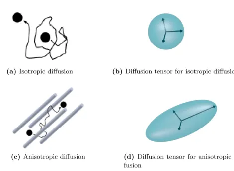 Figure 1.1 – Difference between free and restricted diffusion and their associated tensors.