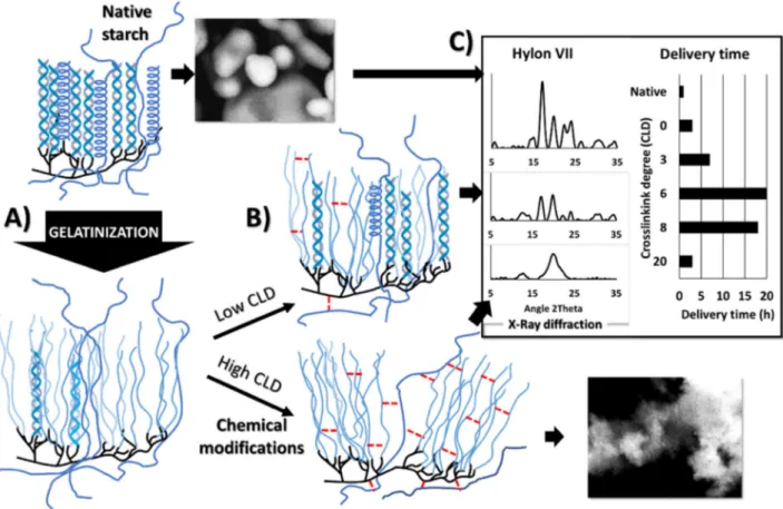 Figure 1. Schematic representation: A) gelatinization of high amylose starch; B) cross-linking at diﬀerent degree generates new organizations by self-