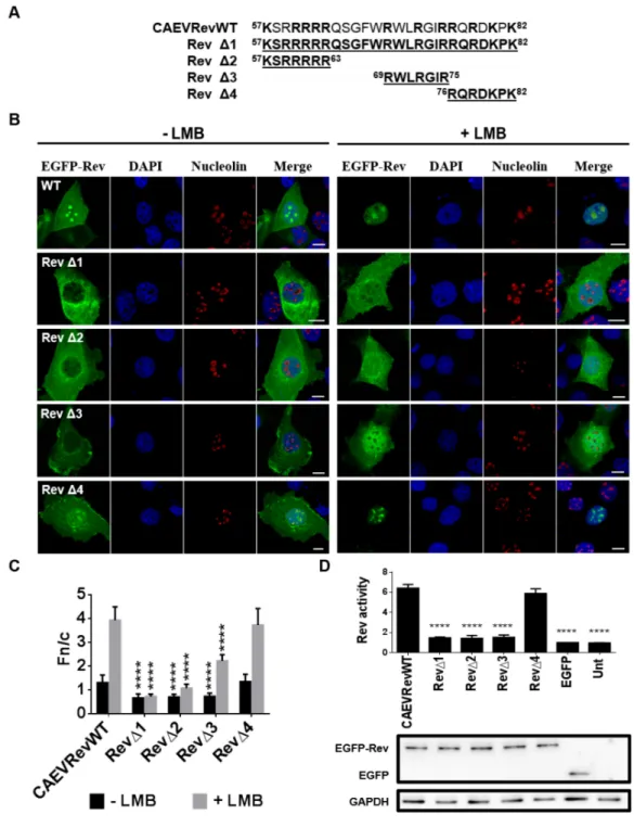 Figure 4. The region encompassing amino acids 57 to 75 is associated with nuclear localization of the CAEV Rev protein