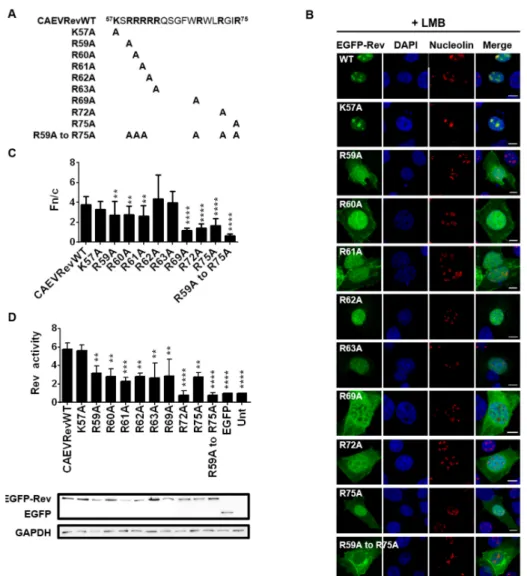 Figure 5. The NLS of the CAEV Rev protein has a monopartite-like structure. (A) CAEV Rev lysine (K) or arginine (R) to alanine (A) substitution mutant proteins were generated from pEGFP-CAEV Rev WT by site-directed mutagenesis