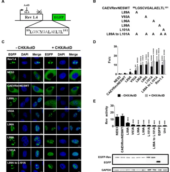 Figure 7. The NES of the CAEV Rev protein lies between amino acids 89 to 101. (A) Plasmids encoding HIV-1 Rev(1.4)-EGFP (negative control; Rev1.4), HIV-1 Rev(1.4)-NES3-EGFP (positive control; Rev1.4NES3) or plasmids encoding HIV-1 Rev(1.4) containing eithe