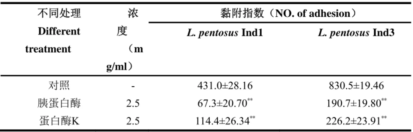 Table 4.8 The effects on adhesion of strain in Protease treated culture 