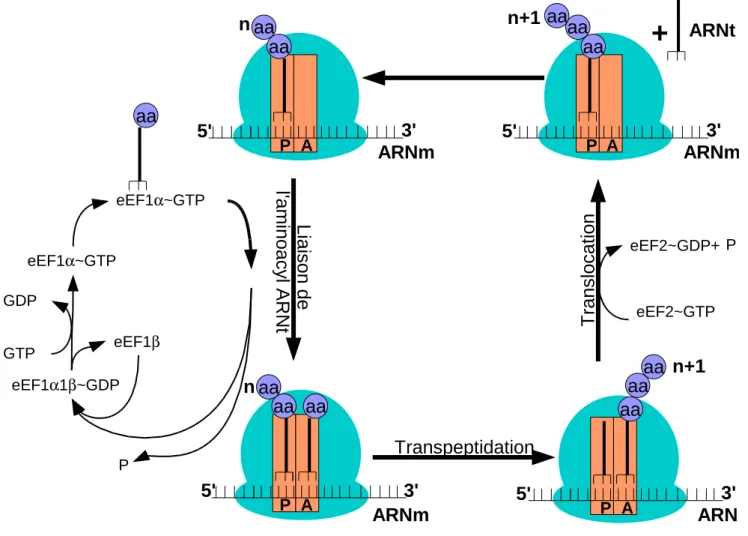 Figure 1.1 – Traduction chez les eucaryotes : Aminoacylation de l’ARNt aa avec partici-