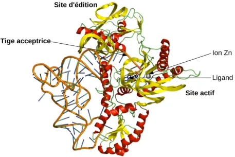 Figure 1.8 – Représentation Pymol de la structure du complexe ThrRS:ARNt T hr d’E.coli