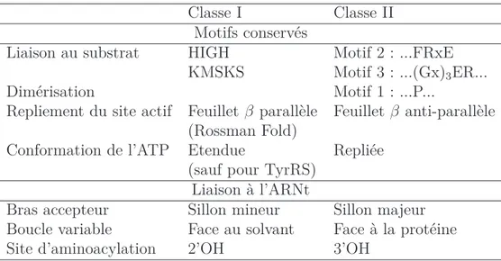 Table 1.4 – Principales caractéristiques des aaRS et répartition selon leur classe. La structure oligomérique est donnée pour E