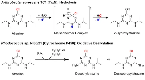Figure 1).  A. aurescens  TC1 was directly isolated from an atrazine-contaminated soil 24 