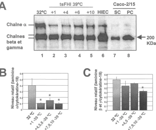 Figure 7.  Analyse de l'expression de la laminine par les cellules tsFHI. 