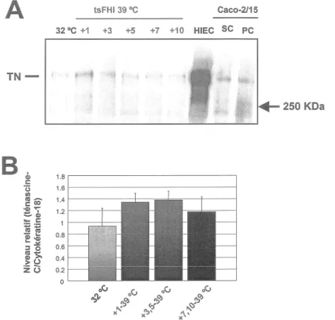 Figure 9.  Analyse de l'expression de la ténascine-C par les cellules tsFHI. 