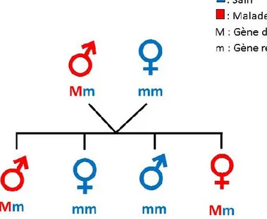 Figure 2. Exemple de transmission d’une maladie héréditaire dominante.  