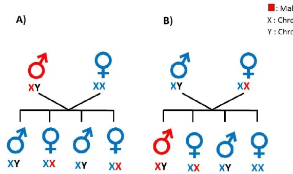 Figure 4. Exemples de transmission d’une maladie héréditaire liée au chromosome X:  A) le père est atteint de la maladie; B) la mère est porteuse de la maladie