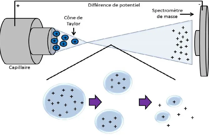 Figure 10. Principes de l’électronébulisation en mode positif en spectrométrie de masse