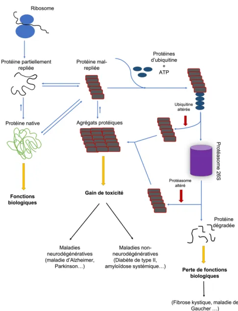 Figure 1.1 Illustration schématique des conformations pouvant être adoptées par une  chaîne polypeptidique suite à sa biosynthèse