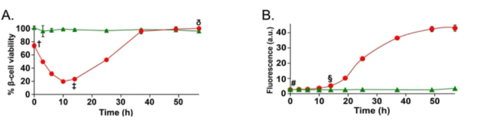 Figure 1.11 Toxicité de l’IAPP en fonction du temps d’auto-assemblage.  A.  Viabilité  cellulaire  des  cellules  β-pancréatiques  après  traitement  avec  l’IAPP  humain (courbe rouge) et de rat (courbe verte) préincubé de 0 h (monomère) à 60 h  (fibrilla