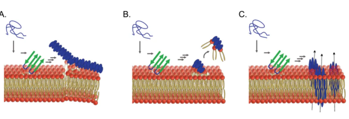 Figure 1.12 Mécanismes associés à la perturbation membranaire induite l’auto- l’auto-assemblage de l’IAPP