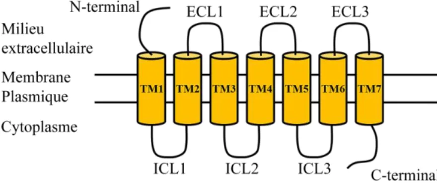 Figure 1.1. Représentation schématique d’un récepteur couplé aux protéines G. TM :  domaine  transmembranaire  hélicoïdal,  ECL :  boucle  extracellulaire,  ICL :  boucle  intracellulaire