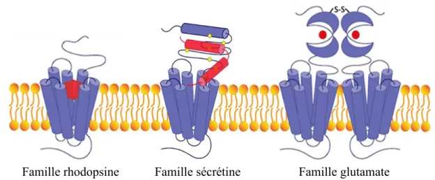 Figure 1.3. Comparaison des trois familles majeures de RCPG. Les RCPG de la famille  rhodopsine lient une large diversité de ligands au niveau du domaine transmembranaire  et présentent un court domaine extracellulaire