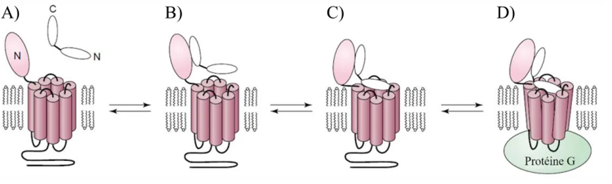 Figure 1.4. Modèle de liaison des ligands peptidiques avec les RCPG de la classe B.  A) Proximité du ligand peptidique et du récepteur avant l’interaction entre les deux  partenaires