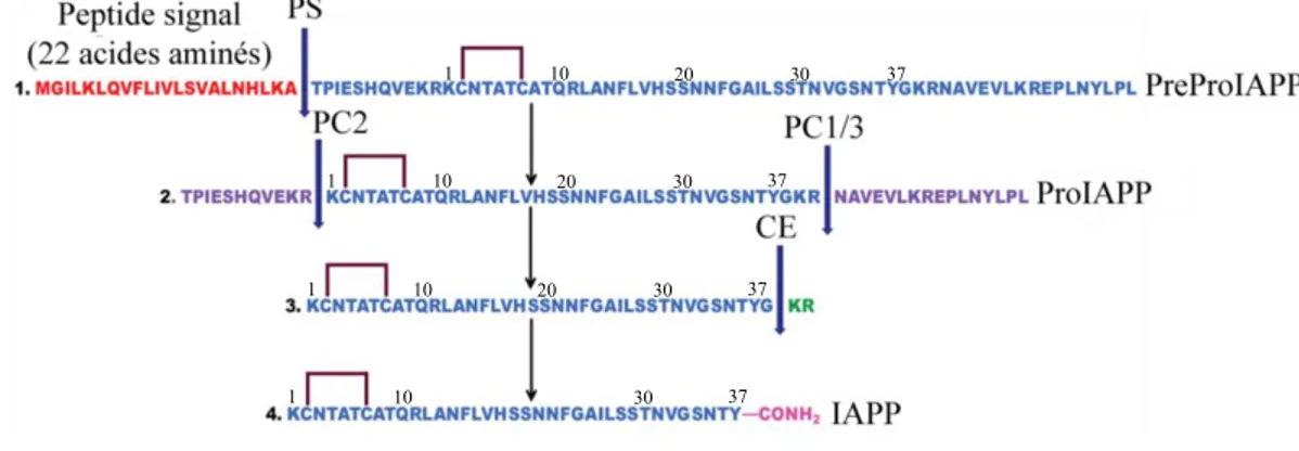Figure 1.8. Processus de maturation de l’IAPP. 1. Clivage du peptide signal par la  peptidase signal (PS) et formation du pont disulfure