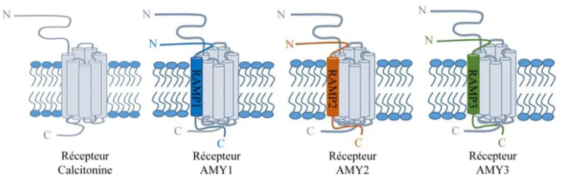 Figure 1.10. Composants du récepteur de l’IAPP. Le récepteur de l’IAPP comprend le  RCPG de la classe B de la calcitonine (CT) qui interagit avec des protéines RAMP pour  modifier l’affinité et la signalisation intracellulaire subséquente