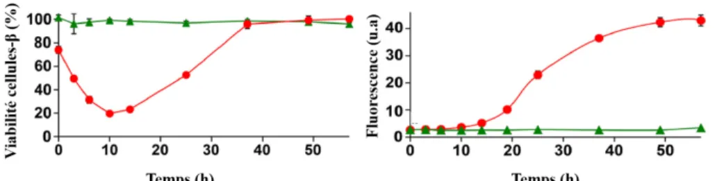 Figure 1.12. Espèces toxiques de l’IAPP. A) Viabilité cellulaire des cellules de rat β- β-pancréatiques après traitement avec l’IAPP humain (rouge) et de rat (vert) pré-incubé  pour différentes périodes allant de 0 h (monomère) à 60 h (fibrillaire)