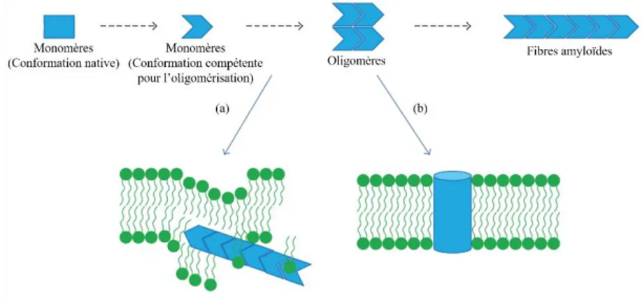 Figure 1.13. Représentation schématique de la perméabilisation membranaire induite  par l’IAPP