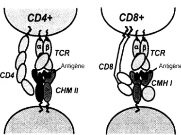 Figure 1. Reconnaissance des  complexes pCMH par les cellules T.  Le recepteur des cellules T a une  double specificite de reconnaissance