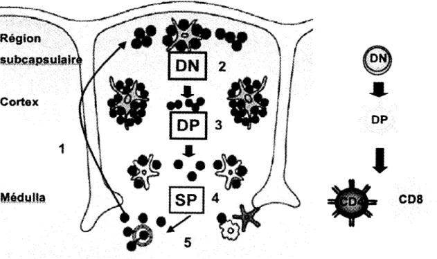 Figure 3. Schema du developpement thymique dans le temps et dans l'espace au niveau du thymus