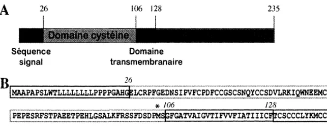 Figure 5. Representation et sequence proteique de Scotin. 