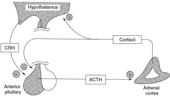 Figure 0.7 Boucle de rétroaction de l’axe hypothalamo-hypophyso-surrénalien (Source: Khetan, 