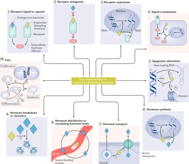 Figure  0.9  Principales  caractéristiques  des  produits  chimiques  perturbateurs  endocriniens