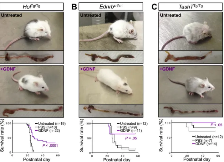 Figure 1. GDNF enemas rescue aganglionic megacolon in HSCR mouse models. Daily administration of GDNF enemas to (A) Hol Tg/Tg , (B) Ednrb S-l/s-l , and (C) TashT Tg/Tg mice between P4 and P8 positively impacts both megacolon symptoms and survival rates (Ma